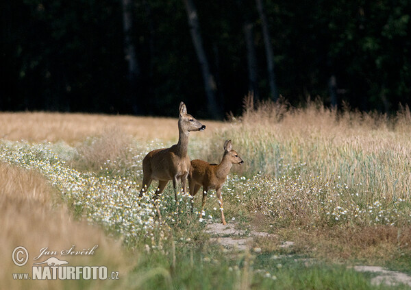 Roe Deer (Capreolus capreolus)