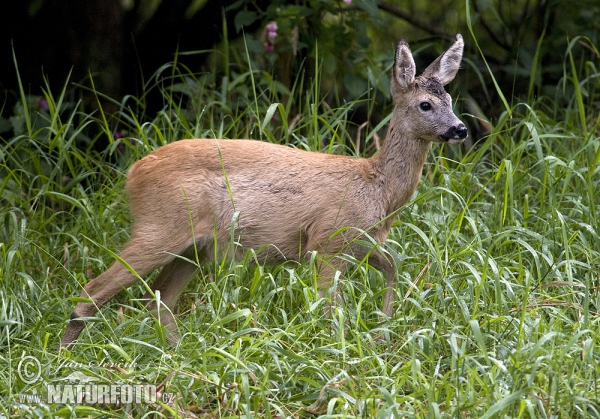 Roe Deer (Capreolus capreolus)