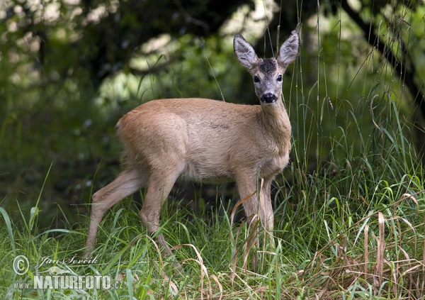 Roe Deer (Capreolus capreolus)