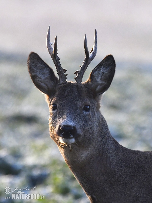 Roe Deer (Capreolus capreolus)