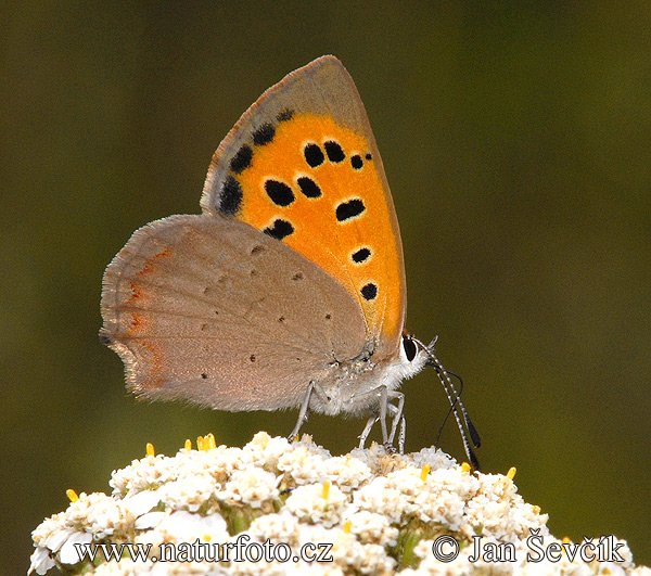 Rogeta papallona