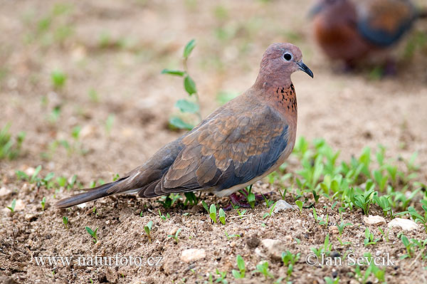 Rola-do-senegal