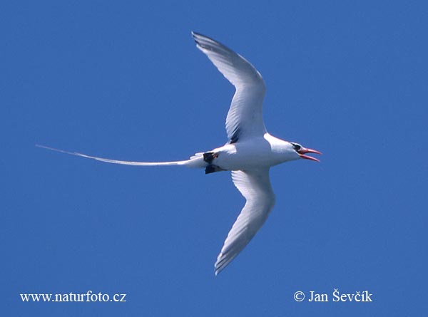 Roodsnavelkeerkringvogel