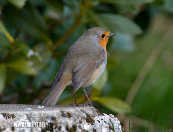 Rouge-gorge familier