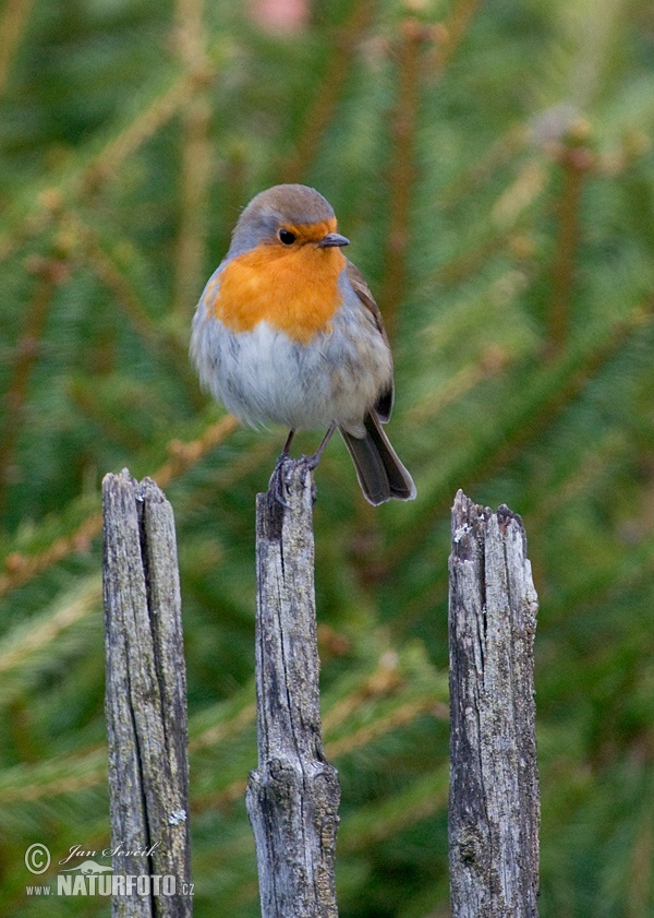 Rouge-gorge familier