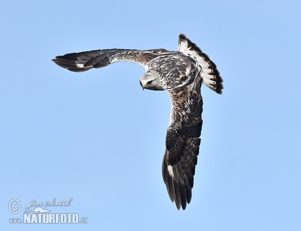 Rough-legged Buzzard (Buteo lagopus)