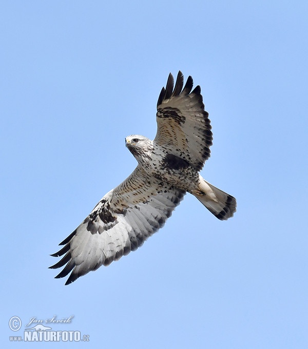 Rough-legged Buzzard (Buteo lagopus)