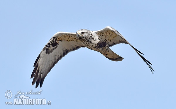 Rough-legged Buzzard (Buteo lagopus)