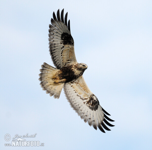 Rough-legged Buzzard (Buteo lagopus)