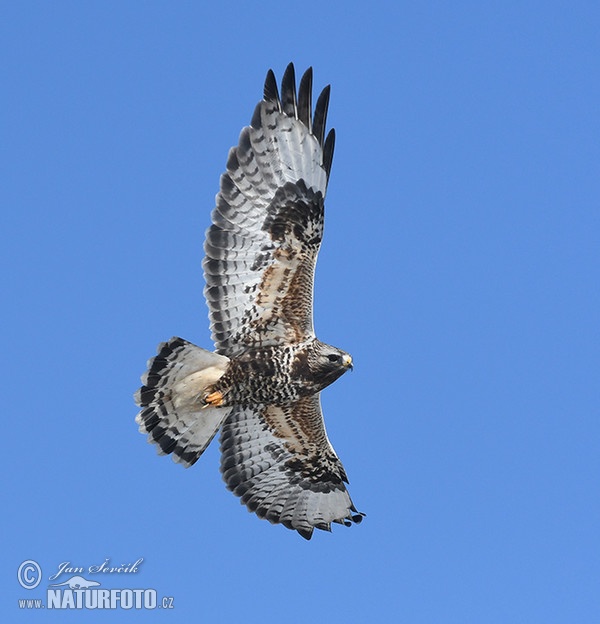 Rough-legged Buzzard (Buteo lagopus)