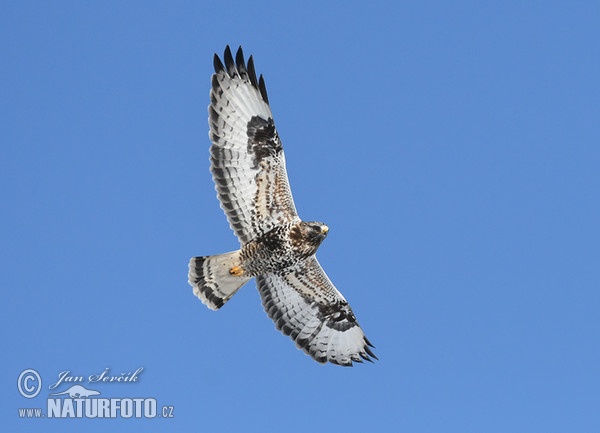 Rough-legged Buzzard (Buteo lagopus)