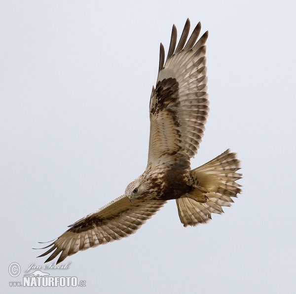 Rough-legged Buzzard (Buteo lagopus)