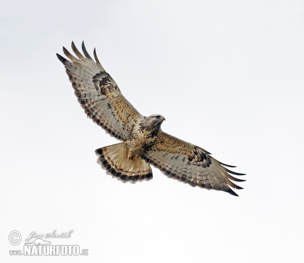 Rough-legged Buzzard (Buteo lagopus)