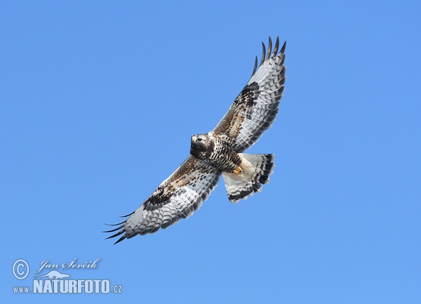 Rough-legged Buzzard (Buteo lagopus)