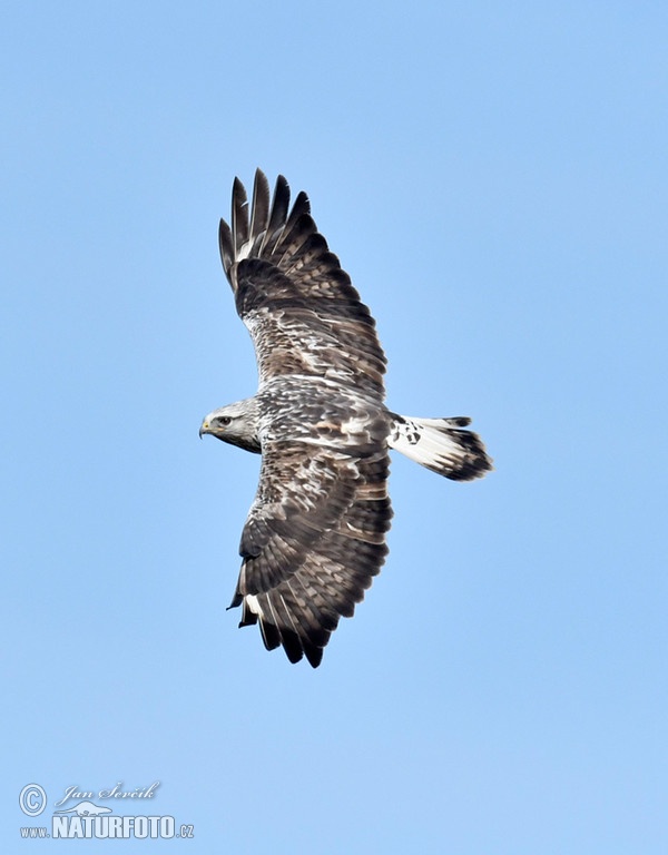 Rough-legged Buzzard (Buteo lagopus)