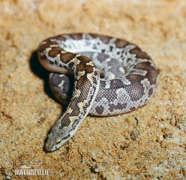 Rough-scaled Sand Boa (Gongylolophis Eryx conicus)