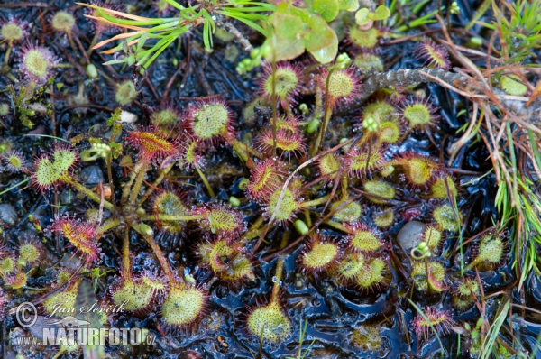 Round Leaf Sundew (Drosera rotundifolia)