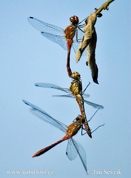 Ruddy Darter, libélula flecha roja