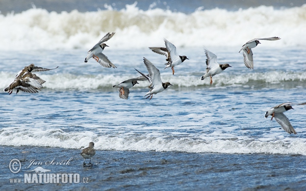 Ruddy Turnstone (Arenaria interpres)