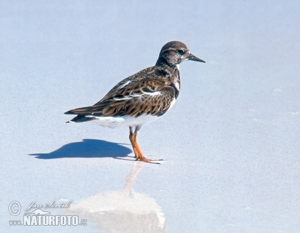 Ruddy Turnstone (Arenaria interpres)