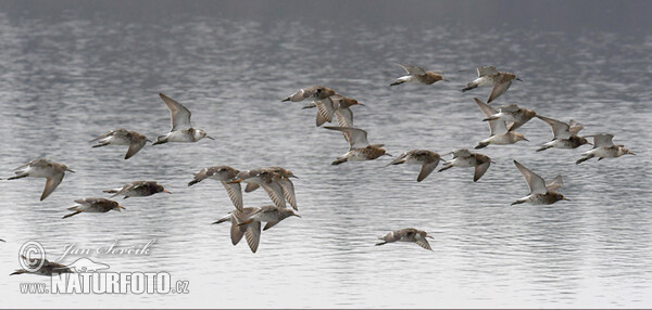 Ruff (Philomachus pugnax)