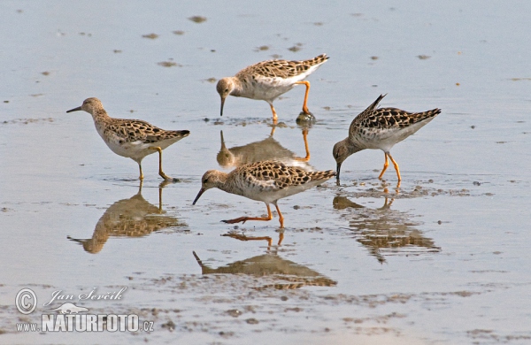 Ruff (Philomachus pugnax)