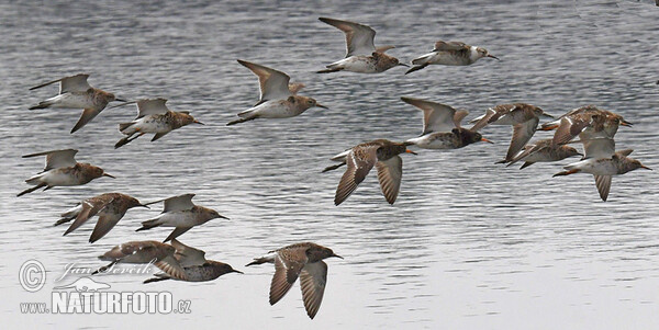 Ruff (Philomachus pugnax)