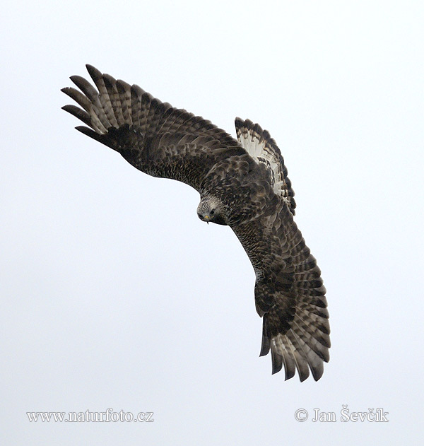 Ruigpootbuizerd