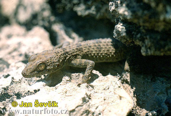 Russian bent toed Gecko (Cyrtopodion fedtschenkoi)
