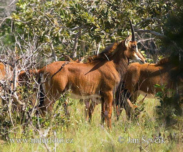 Sabelantilope