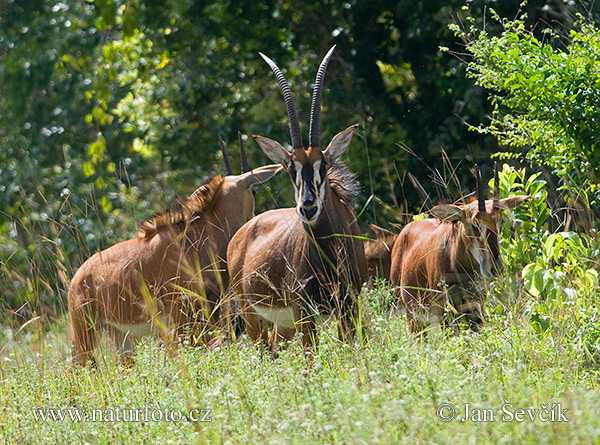 Sabla Antilope (Hippotragus niger)