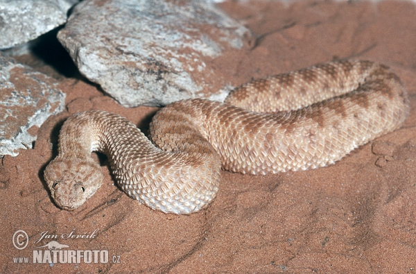 Sahara Sand Viper (Cerastes vipera)