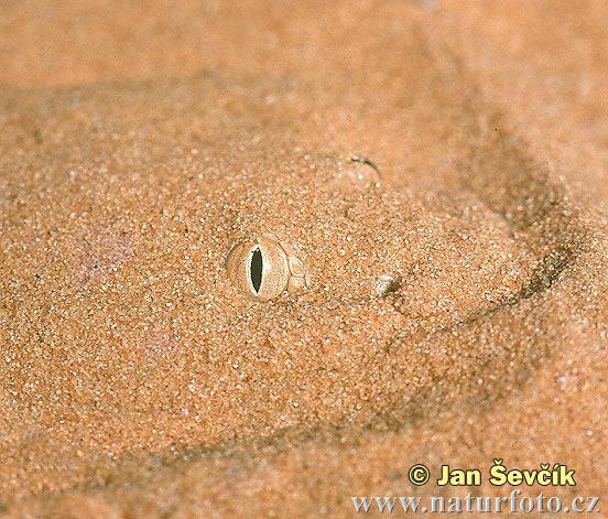Sahara Sand Viper (Cerastes vipera)