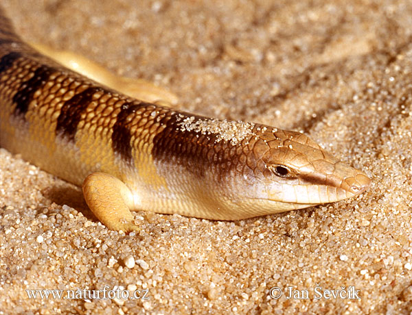 Sand Fish (Scincus scincus)