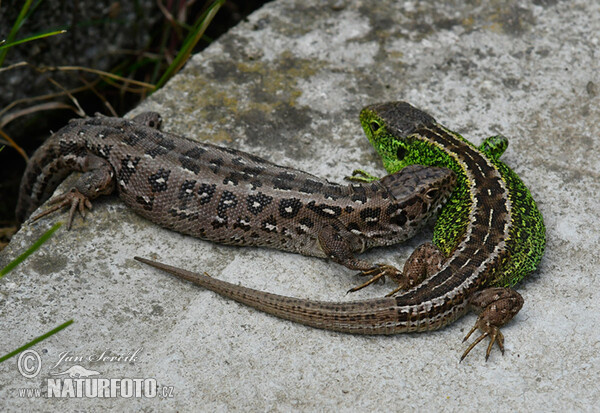 Sand Lizard (Lacerta agilis)