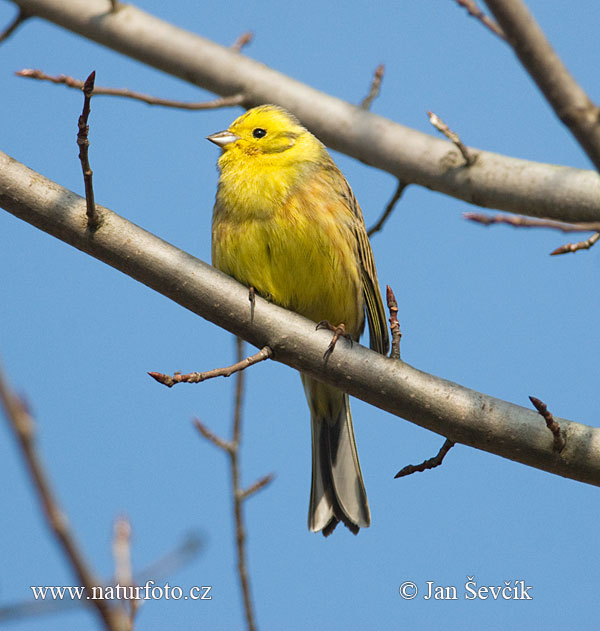 Sarı kiraz kuşu