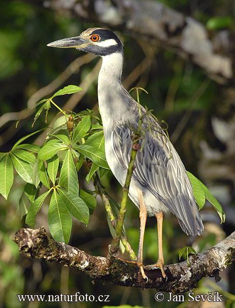 Savacu-de-coroa