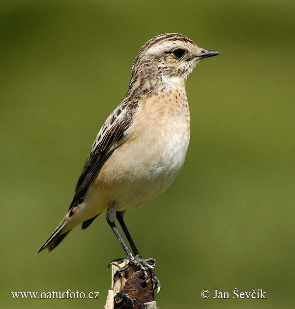 Saxicola rubetra