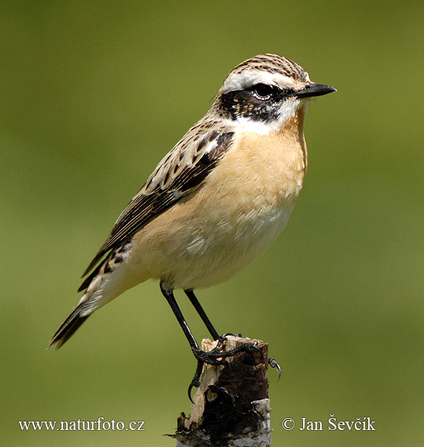 Saxicola rubetra