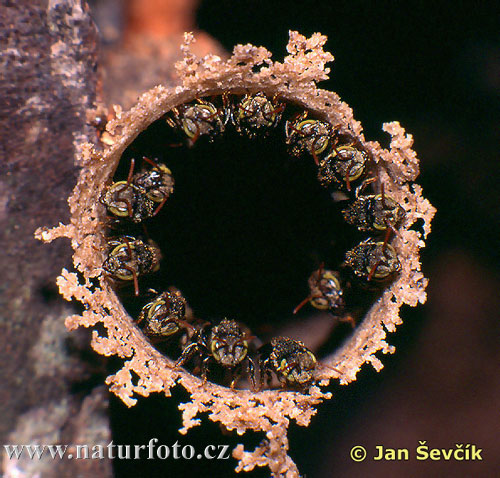 Scaptotrigona sp.