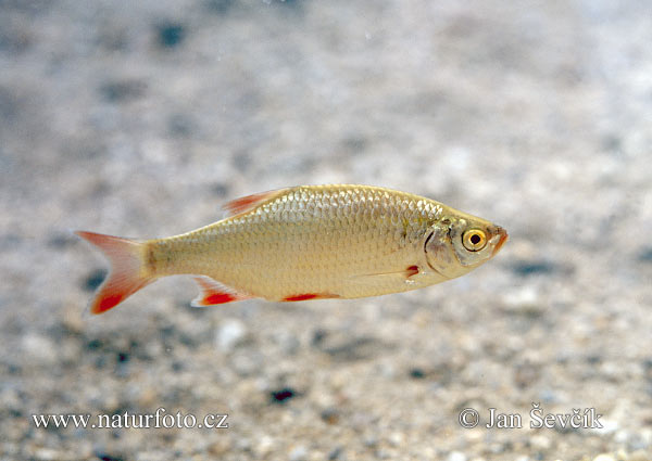 Scardinius erythrophthalmus