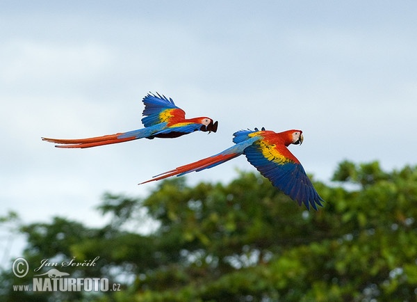 Scarlet Macaw (Ara macao)