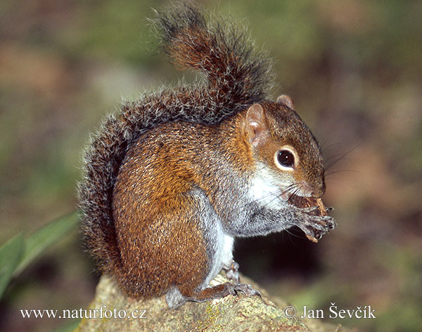 Sciurus deppei