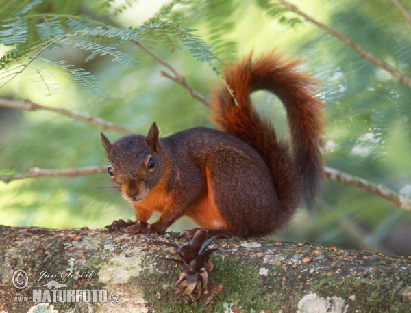 Sciurus granatensis