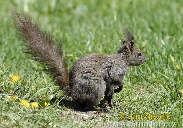 Sciurus vulgaris