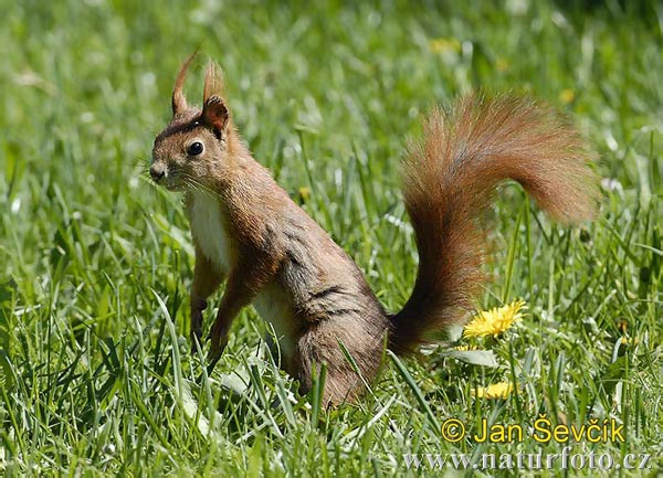 Sciurus vulgaris