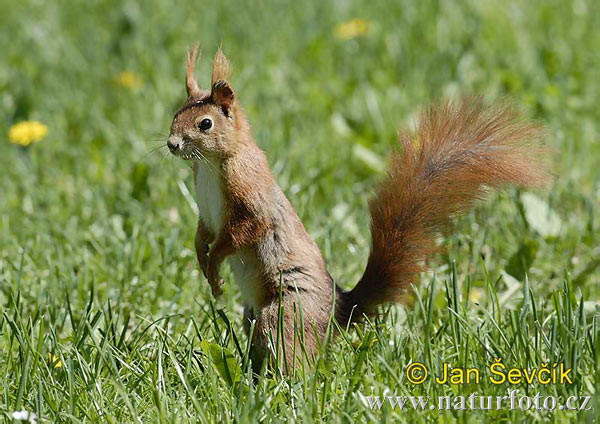 Sciurus vulgaris