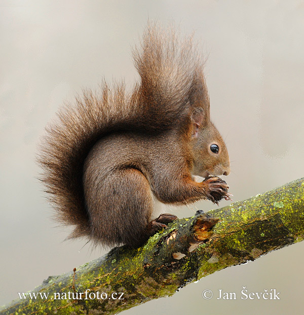 Sciurus vulgaris