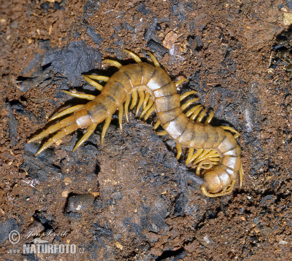 Scolopendra cingulata