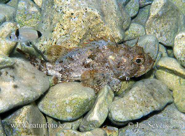 Scorpaena porcus